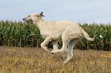 IRISH WOLFHOUND 140